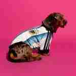 Equipacion Argentina Para Mascotas 2026