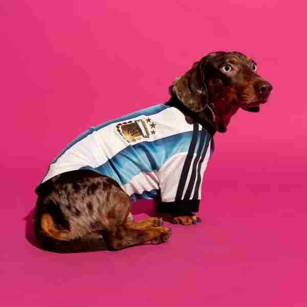 Equipacion Argentina Para Mascotas 2026 Equipacion Argentina Para Mascotas 2026