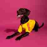 Equipacion Colombia Para Mascotas 2026