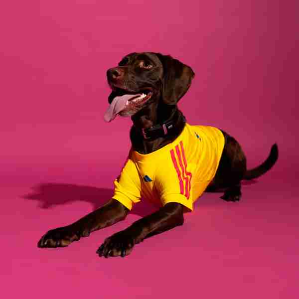 Equipacion Colombia Para Mascotas 2026 Equipacion Colombia Para Mascotas 2026