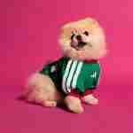 Camiseta Para Mascotas México 2026